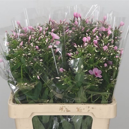 Phlox Sweet Lexy