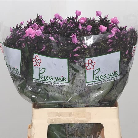 Phlox Sweet Summer Dream