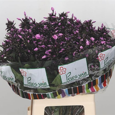 Phlox Sweet Summer Dream