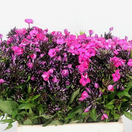 Phlox Tracy