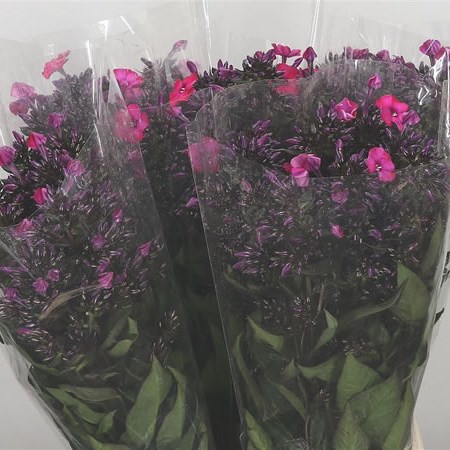 Phlox Tracy