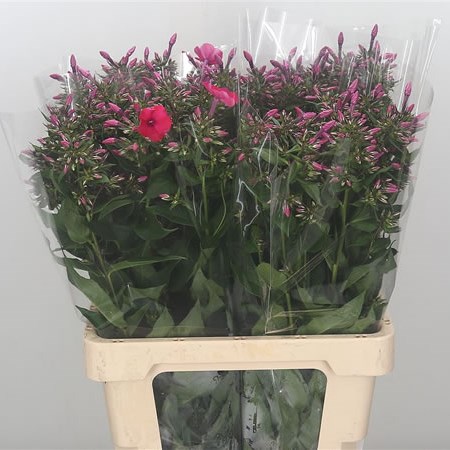 Phlox Tracy