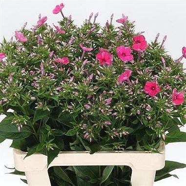 Phlox tracy