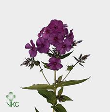 Phlox Miss Fiona