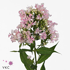 Phlox Pa Diamond Pink