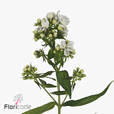 Phlox Pa Diamond Snow