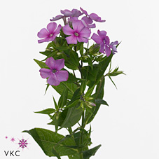 Phlox Naama