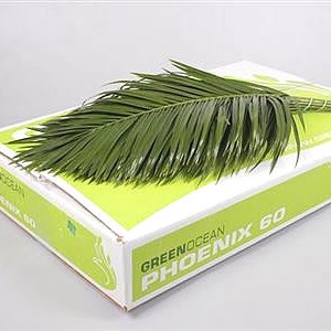 Phoenix Roebelini Palm