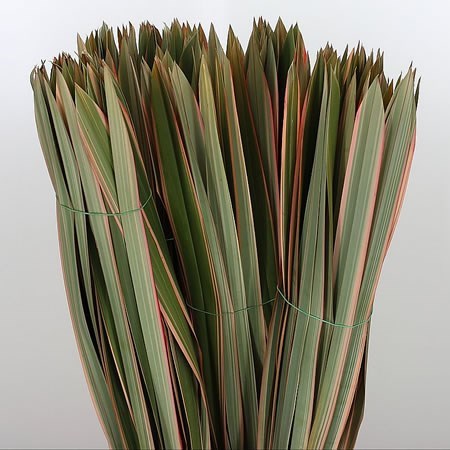 Phormium Tenex Red