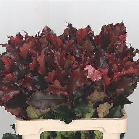 Photinia Magical Volcano