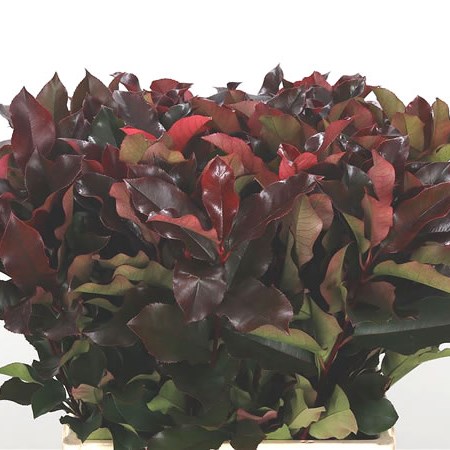 Photinia Purple Peter