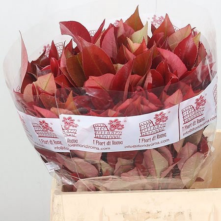 Photinia Red Robin