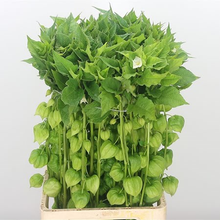 Physalis Chinese Lantern Green