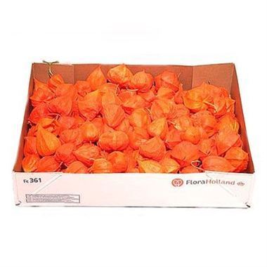 Physalis Lampion (loose)