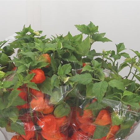 Physalis Chinese Lantern Stems