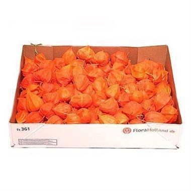 Physalis Lampion (Loose)