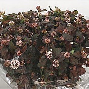 Physocarpus Diabolo