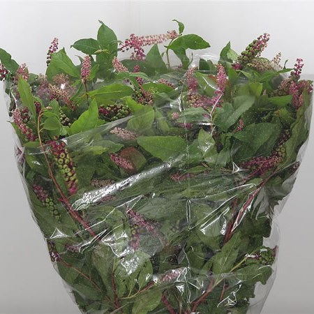 Phytolacca Americana
