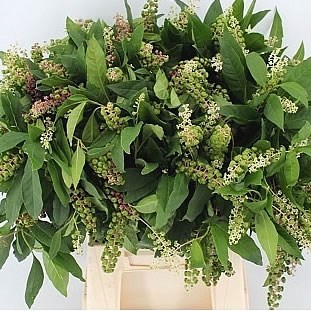 Phytolacca Americana