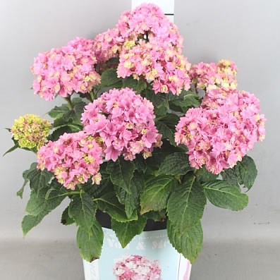 Hydrangea Plant Pink