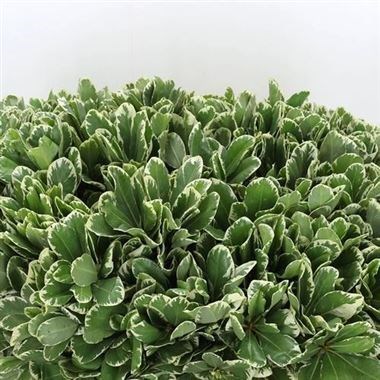 Pittosporum Ilan (Large Leaf)