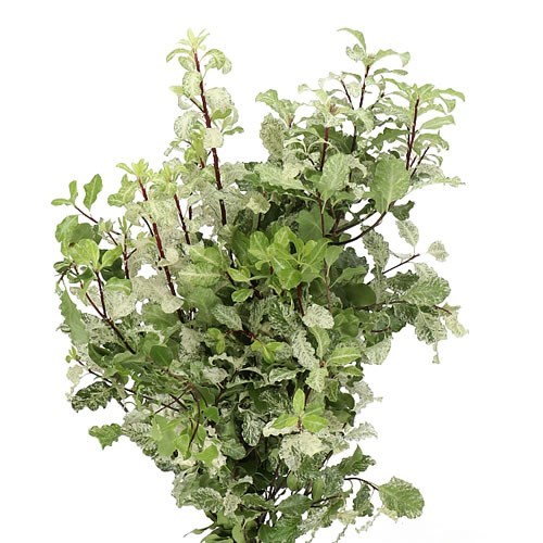 Pittosporum Nevato