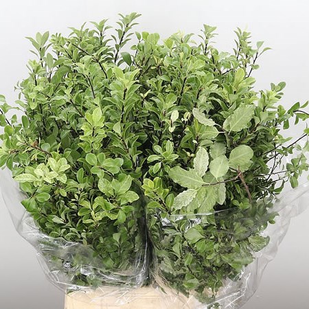 Pittosporum Nevato