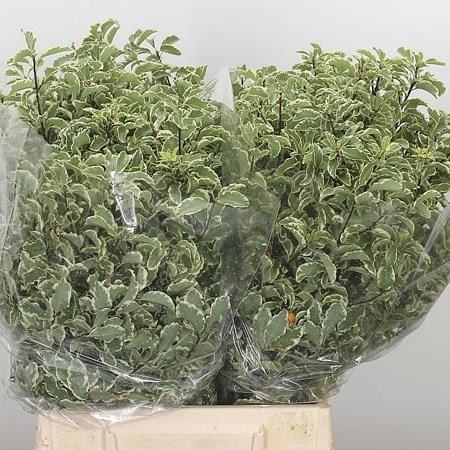 Pittosporum Nigra