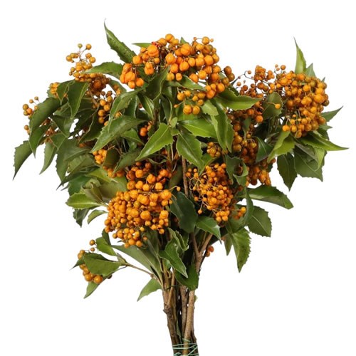 Pittosporum Rhombifolia