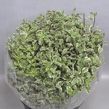 Pittosporum Silver Nigra