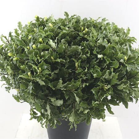 Pittosporum Tenuifolium (Green)