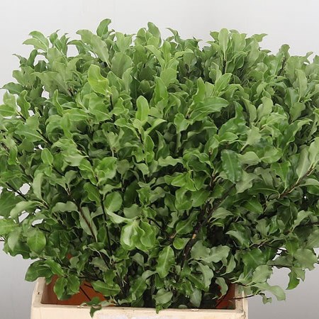 Pittosporum Tenuifolium (Green)