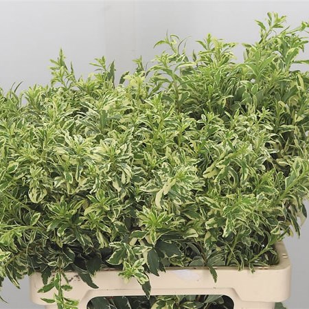 Pittosporum Variegated (Fine)