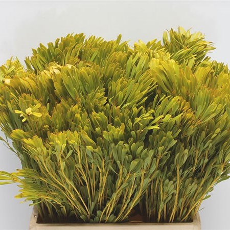 Platyspermum