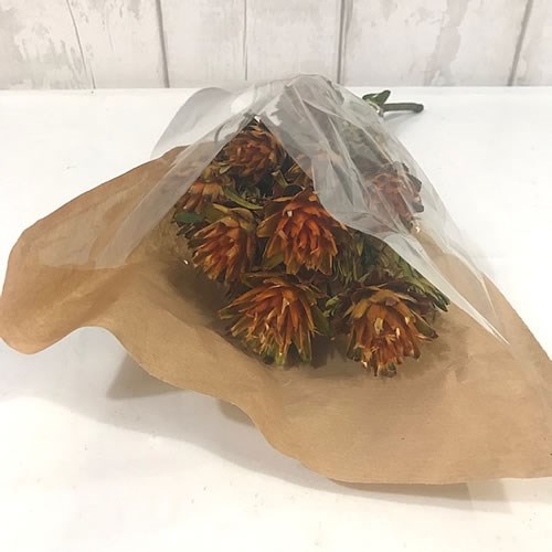 Plumosus Yellow Dried 35cm Wholesale Dried Flowers UK Preserved