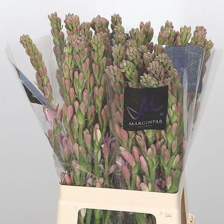 Polianthus Pink Sapphir