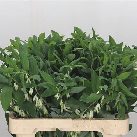 Polygonatum Multiflorum