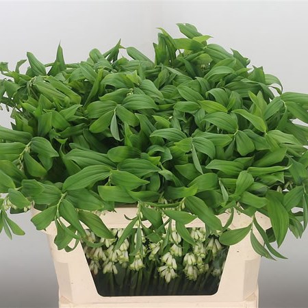 Polygonatum Multiflorum (Extra)