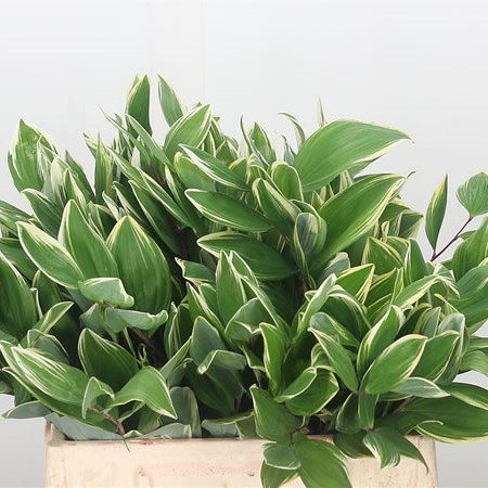 Polygonum Variegated