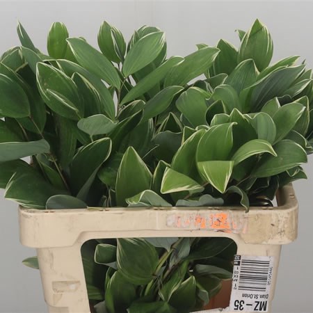 Polygonum Variegated