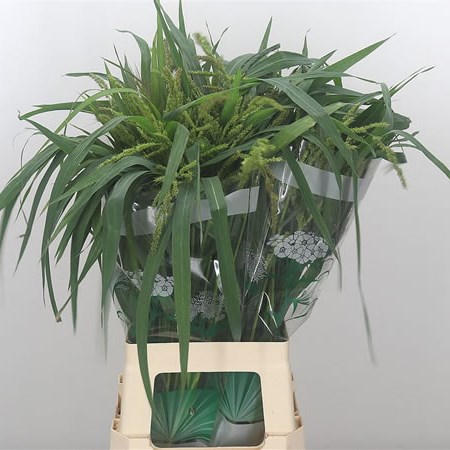 Polypogon Viridis
