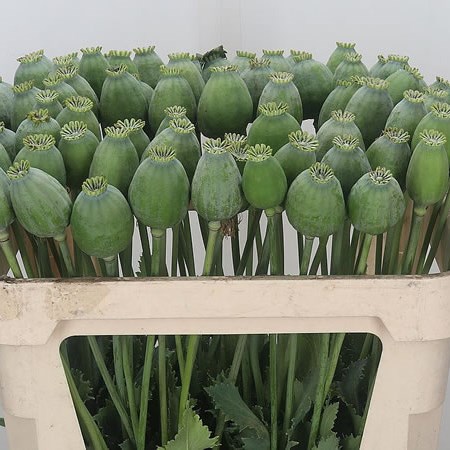 Poppy Heads Bowling Ball