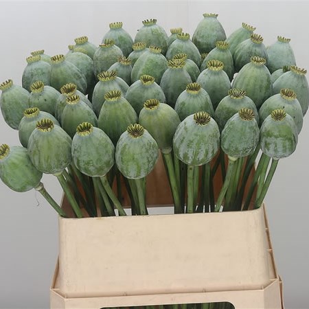 Poppy Heads Bowling Ball XL