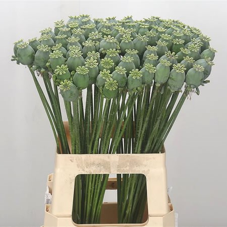 Poppy Heads 