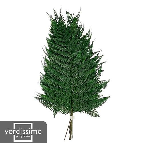 Preserved Brillante Fern (by Verdissimo)