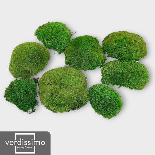 Pole moss, preserved moss, ball moss