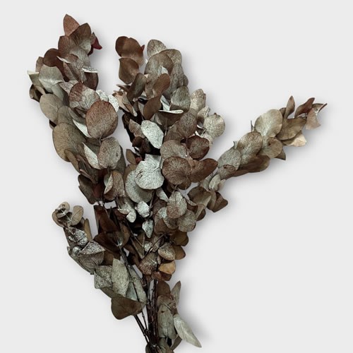 Eucalyptus Cinerea Preserved Burgundy/Silver