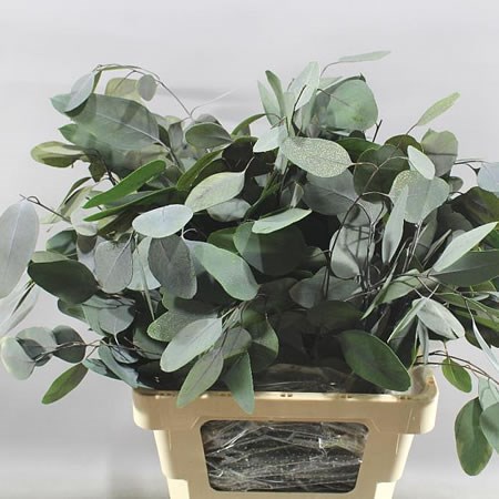 Eucalyptus Populus Preserved