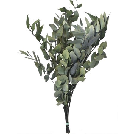 Eucalyptus Stuartiana Preserved