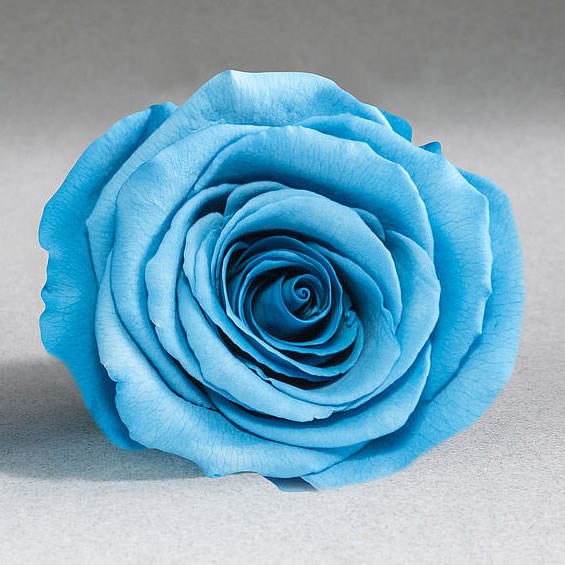 Preserved Roses - Blue (01)